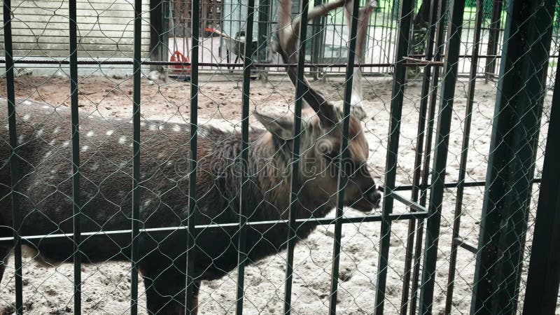 Der junge Zooliebling schaut in die Kamera. stock video