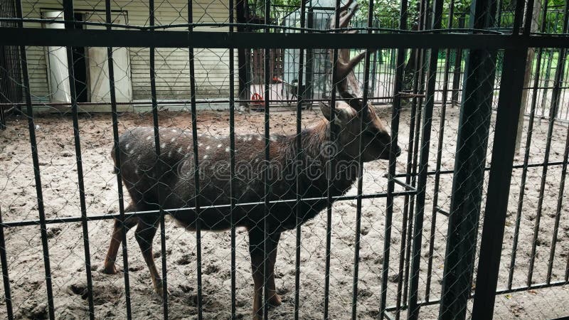 Der junge Zooliebling schaut in die Kamera. stock video footage