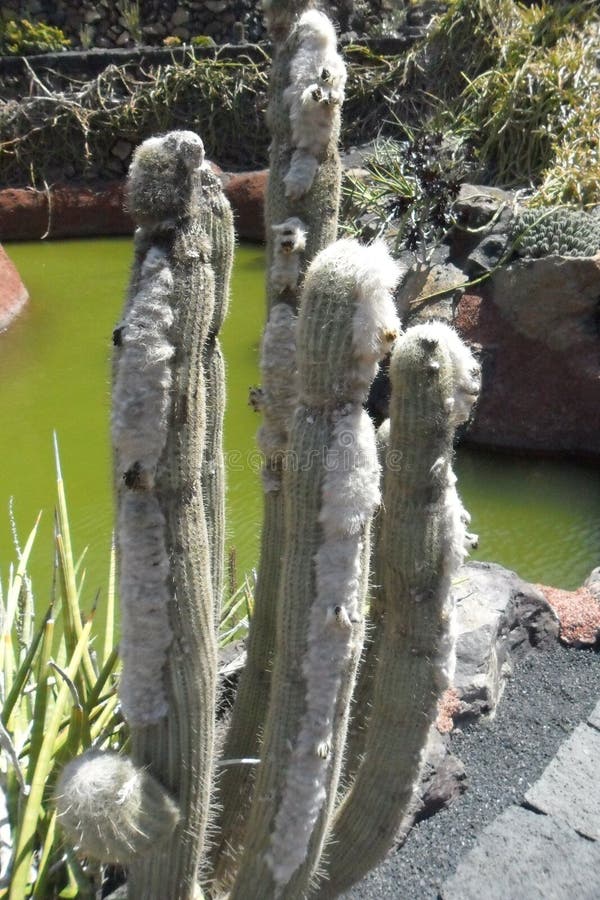 Der Kaktusgarten in der Insel von Lanzarote in den Kanarischen Inseln lizenzfreie stockfotos Der Kaktusgarten in der Insel von Lanzarote in den Kanarischen Inseln lizenzfreie stockfotos
