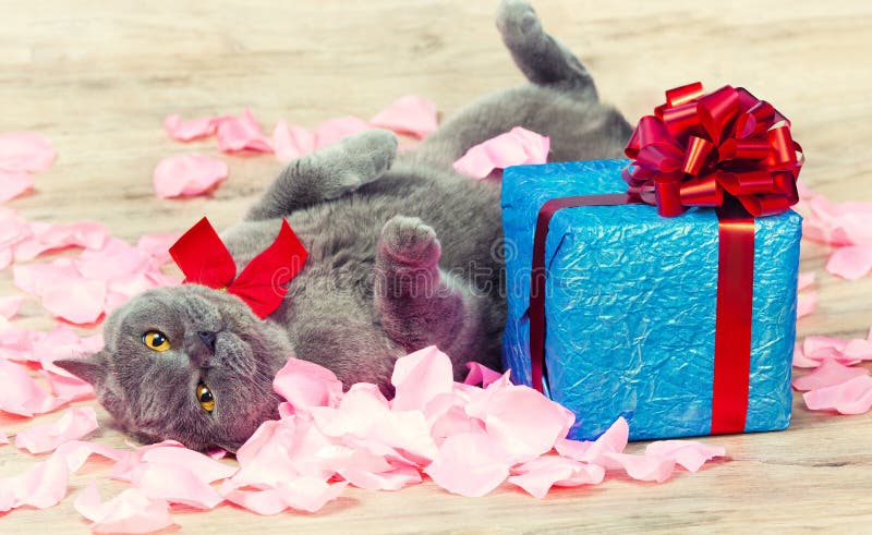 Der Katzenfeiertag stockbild Der Katzenfeiertag stockbild