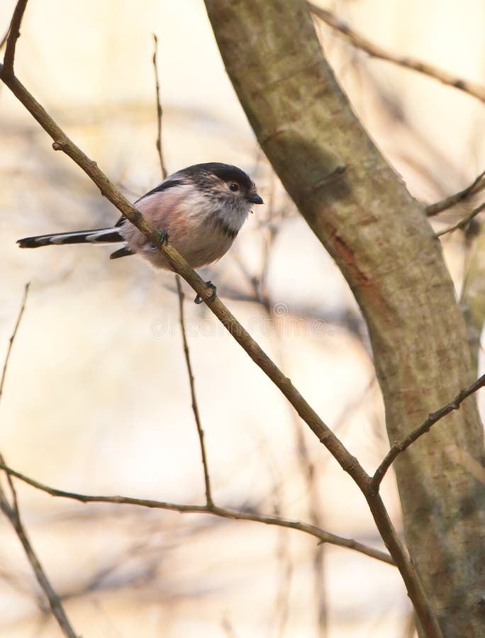 Der kleine Long-tailed Tit stockfotografie