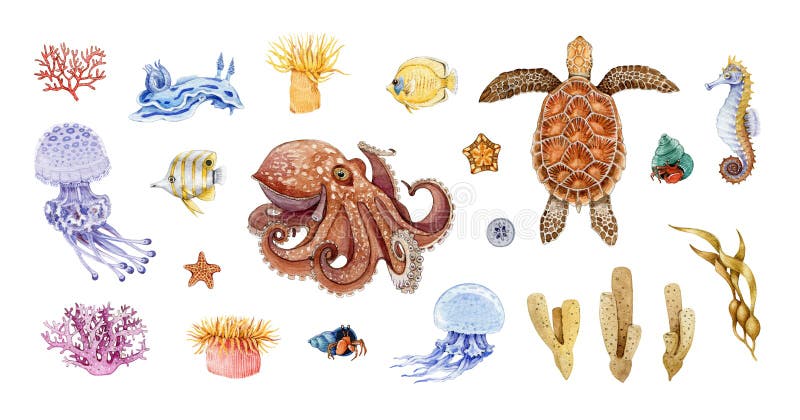 Der Korallen großer Satz Aquarell-Illustration der Krakenmeeresschildkrötekalmarkopffüßer Calamariquallen. Handgezogene Seelebenti
