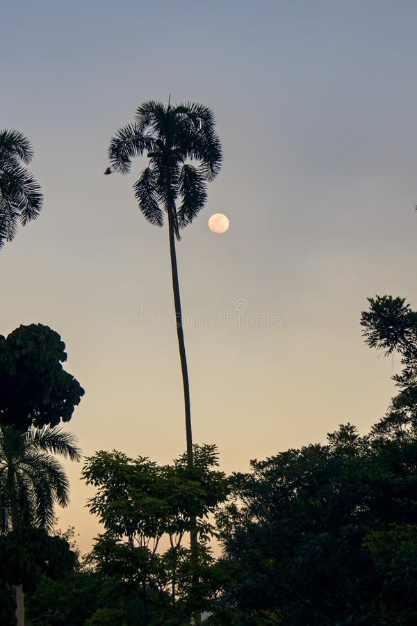 Der Mond und das Schattenbild einer Palme stockfoto Der Mond und das Schattenbild einer Palme stockfoto