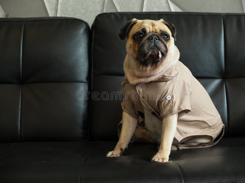 Der nette einsame traurige Pughundewelpe und sitzen auf schwarzer Sofawartezeit jemand lizenzfreie stockfotografie Der nette einsame traurige Pughundewelpe und sitzen auf schwarzer Sofawartezeit jemand lizenzfreie stockfotografie
