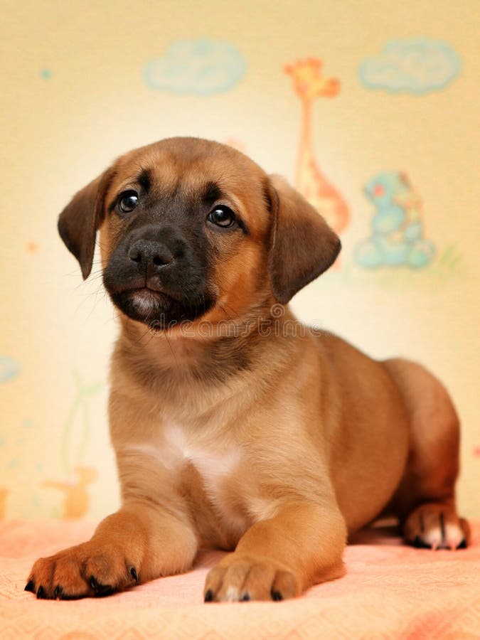 Der Nette Rote Hund, Der In Bett Auf Biege Legt, Bedeckt Stockfoto