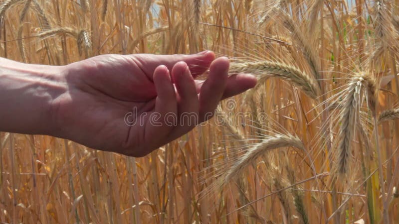 In der Nähe Hände des jungen Landwirte reife Weizenspitzen auf dem Gebiet langsam berührend