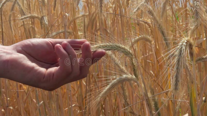 In der Nähe Hände des jungen Landwirte reife Weizenspitzen auf dem Gebiet langsam berührend