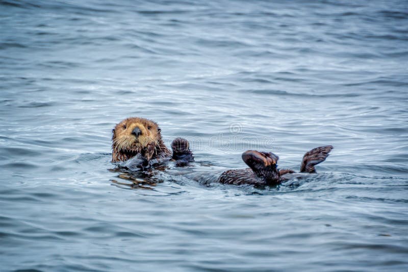 Close up of a sea otter in the ocean in Tofino, Vancouver island, British Columbia, Canada. Close up of a sea otter in the ocean in Tofino, Vancouver island, British Columbia, Canada