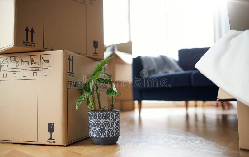 In der Nähe von Staplungsabbau Boxen und Houseplant im Aufenthaltsraum bereit zu ernähren oder Verschieben von zu Hause aus lizenzfreies stockfoto