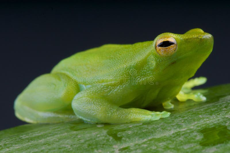 Der OrinocoLimettenbaum Frosch/Sphaenorhynchus Lacteus Stockfoto