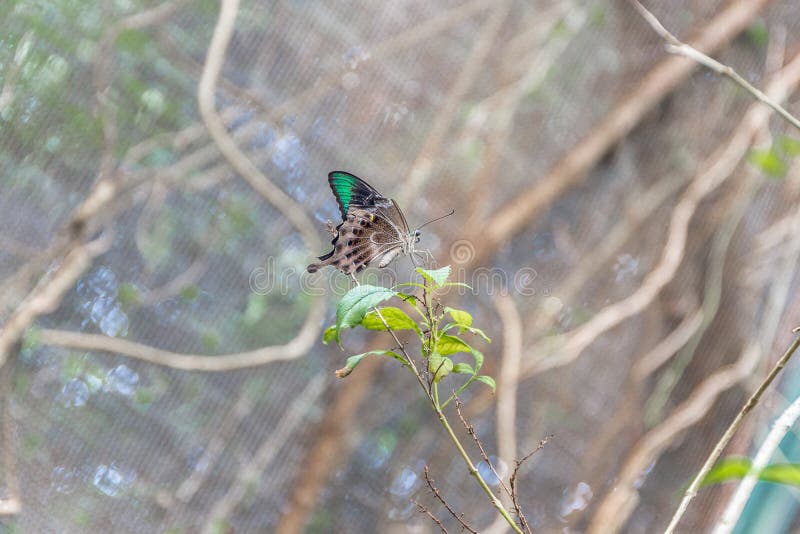 Der Papilio Palinurus Schmetterling, der auf einem Blatt in einem Garten steht lizenzfreies stockfoto Der Papilio Palinurus Schmetterling, der auf einem Blatt in einem Garten steht lizenzfreies stockfoto
