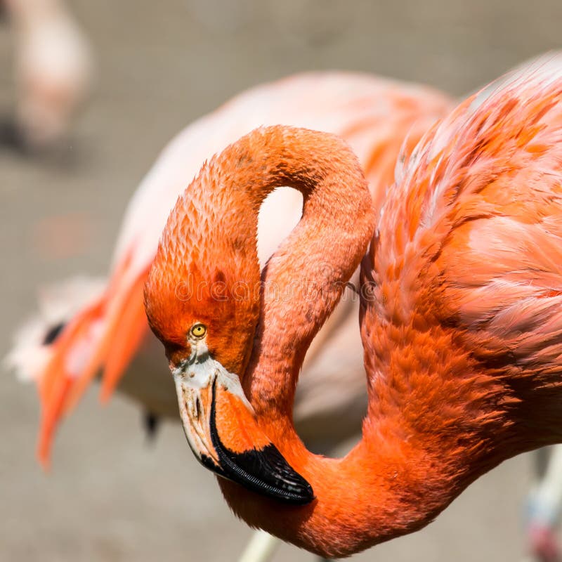 Der Rosa Karibische Flamingo (Phoenicopterus Ruber Ruber) Geht Auf ...