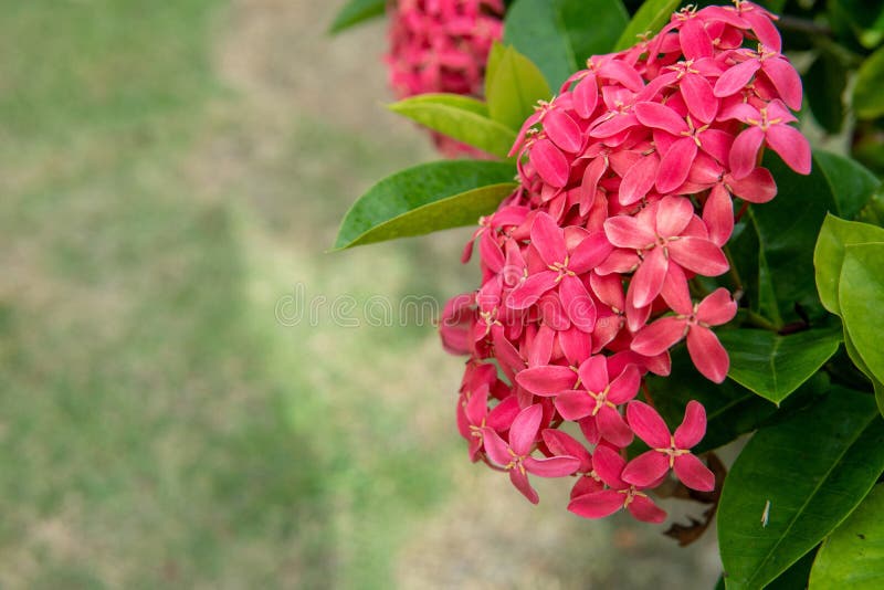 Der rote ixora Blumenstrauß wird als Zaun neben dem Rasen gepflanzt stockfoto Der rote ixora Blumenstrauß wird als Zaun neben dem Rasen gepflanzt stockfoto
