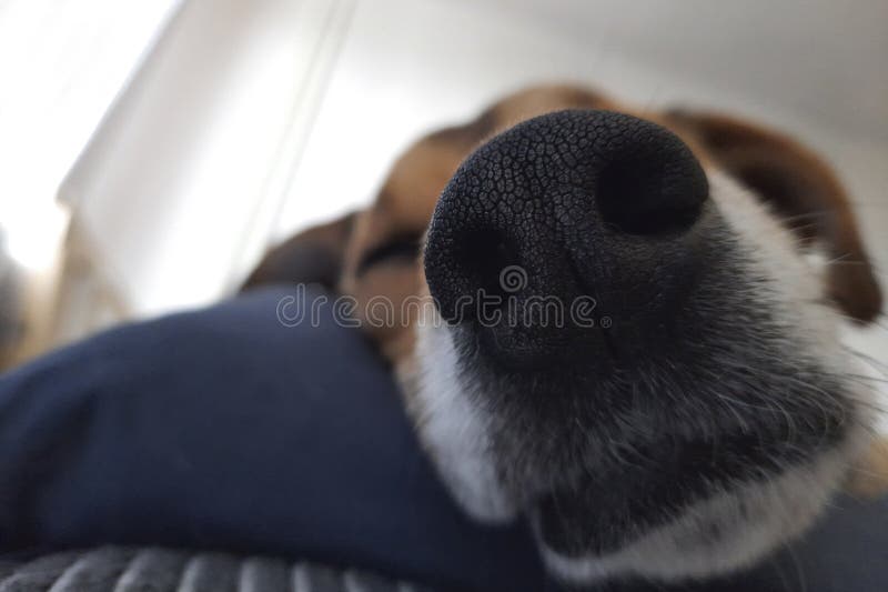 Der Süße Hund Liegt Auf Dem Kopfkissen Auf Dem Bett. Hundeleben Stockfoto -  Bild von glücklich, haus: 280110902