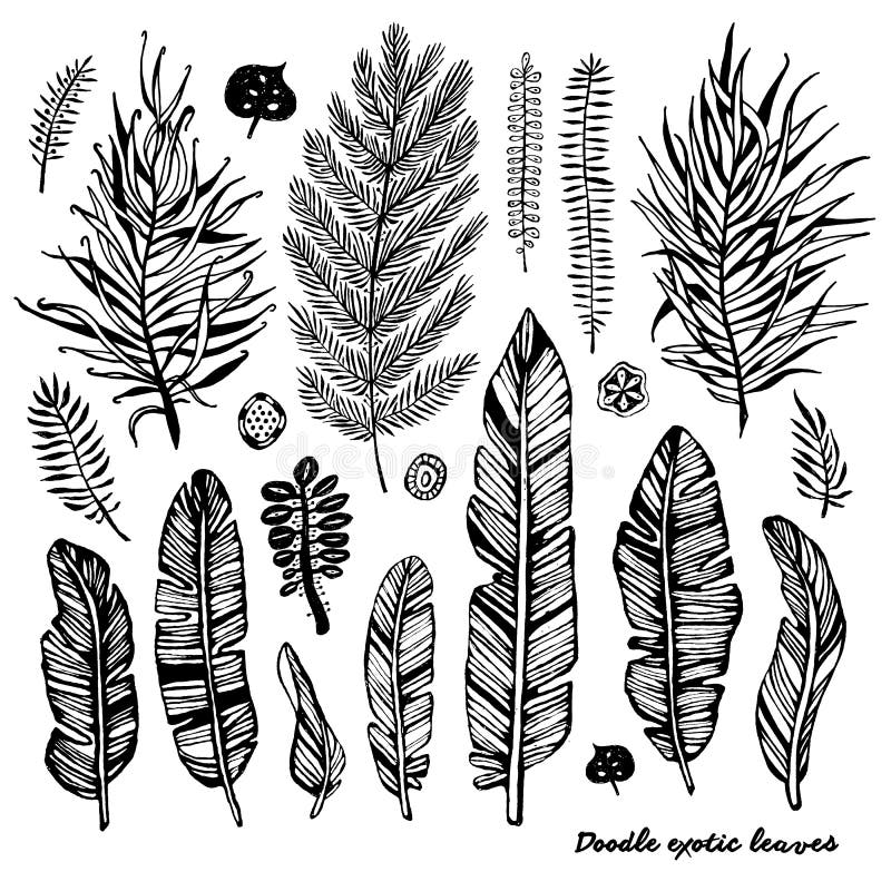 Der Satz des schwarzen Gekritzels exotisch, Banane verlässt auf einem weißen Hintergrund Botanische Illustration des Vektors, Ele stock abbildung Der Satz des schwarzen Gekritzels exotisch, Banane verlässt auf einem weißen Hintergrund Botanische Illustration des Vektors, Ele stock abbildung