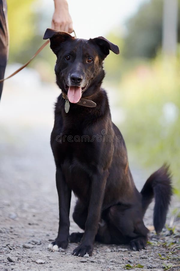 Der schwarze Hund sitzt. stockfoto. Bild von mongrel 32349844