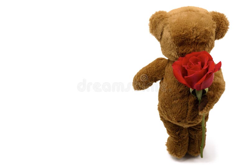 Der schüchterne Teddybär, der eine einzelne rote Rose versteckt, möchten für jemand geben