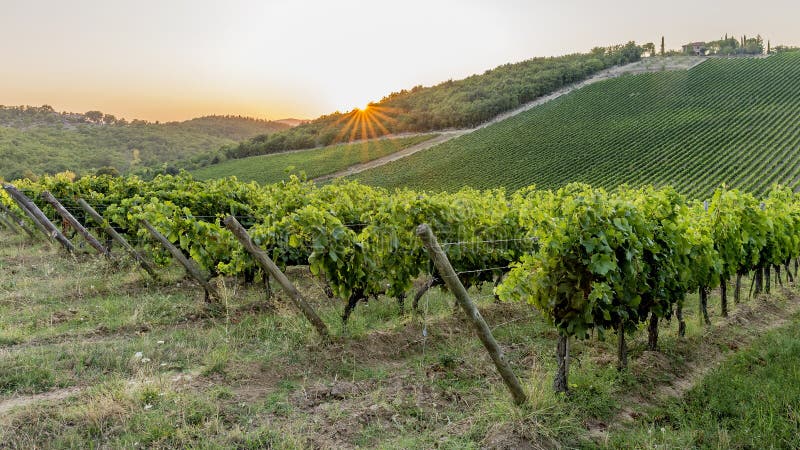 The sun sets over the famous vineyards for the production of classic Chianti wine between the provinces of Siena and Florence, Tuscany, Italy, Europe. The sun sets over the famous vineyards for the production of classic Chianti wine between the provinces of Siena and Florence, Tuscany, Italy, Europe