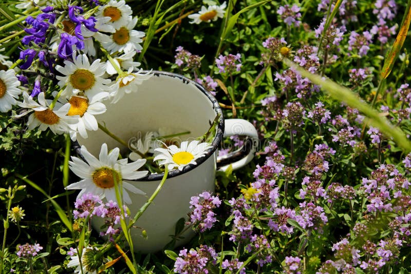 Der sonnige Sommertag liegen die wilden medizinischen Blumen in einer alten metallischen weißen Schale lizenzfreies stockfoto Der sonnige Sommertag liegen die wilden medizinischen Blumen in einer alten metallischen weißen Schale lizenzfreies stockfoto
