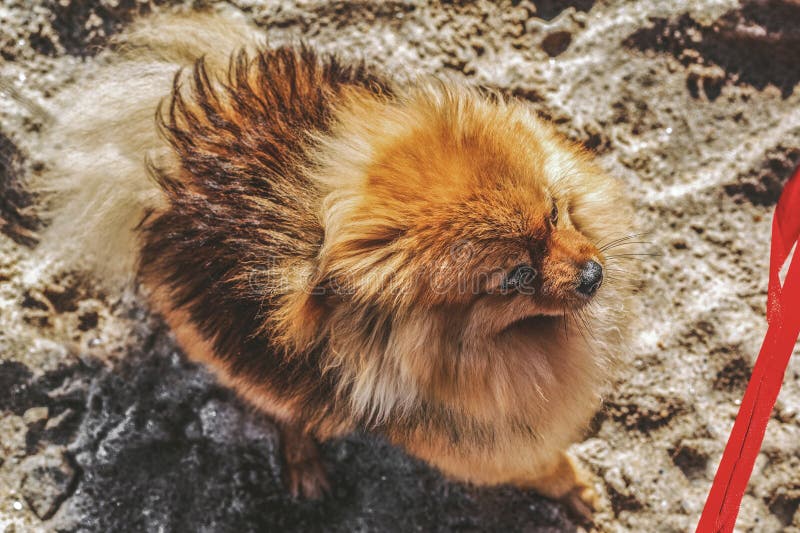 Der Spitz, Hund, Welpe Bleibt Auf Dem Sand Und Schaut Zum Roten Bogen