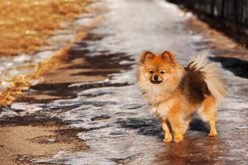 Der Spitz, Hund, Welpe Bleibt Auf Dem Sand Und Schaut Zum Roten Bogen