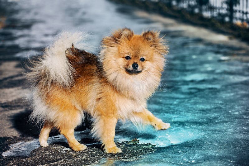 Der Spitz, Hund, Welpe Bleibt Auf Dem Sand Und Schaut Zum Roten Bogen