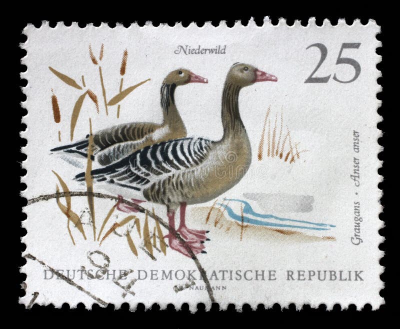 Der Stempel, der in DDR gedruckt wird, zeigt Bild von ein Graylag-Gänsen lizenzfreies stockfoto Der Stempel, der in DDR gedruckt wird, zeigt Bild von ein Graylag-Gänsen lizenzfreies stockfoto