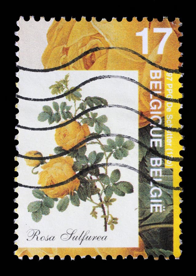 Der Stempel, der durch Belgien gedruckt wird, zeigt Rose lizenzfreie stockfotografie Der Stempel, der durch Belgien gedruckt wird, zeigt Rose lizenzfreie stockfotografie