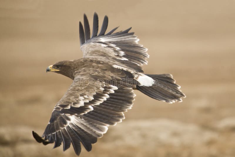 The Steppe Eagle flying close to the ground searching for pray. The Steppe Eagle flying close to the ground searching for pray