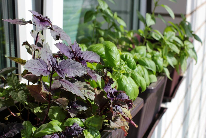 The stylish interior of home garden on the window sill. Fresh herbs on the window sill: multicolored basil. The stylish interior of home garden on the window sill. Fresh herbs on the window sill: multicolored basil.