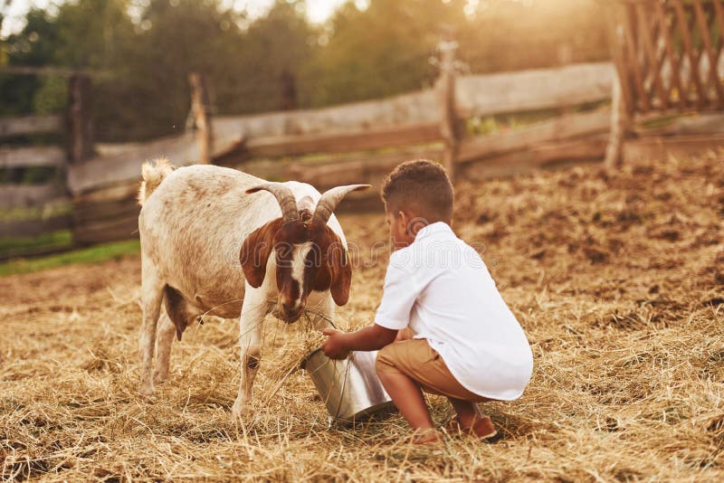 Der süße afrikanische Junge ist im Sommer mit Ziege auf dem Bauernhof stockbild