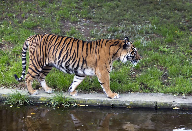 Der Tiger, der nah oben am sonnigen Tag geht lizenzfreie stockfotos Der Tiger, der nah oben am sonnigen Tag geht lizenzfreie stockfotos