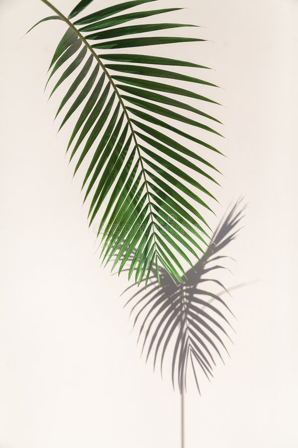 Der vertikale Zweig der Palme wirft einen interessanten Schatten auf die Wand stockbild Der vertikale Zweig der Palme wirft einen interessanten Schatten auf die Wand stockbild