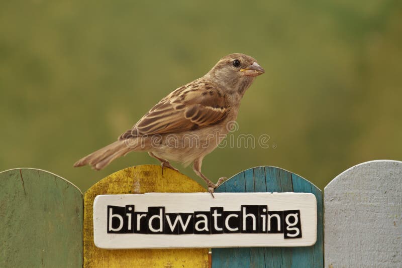 Der Vogel hockte auf einem Zaun, der mit dem Wort birdwatching verziert wurde