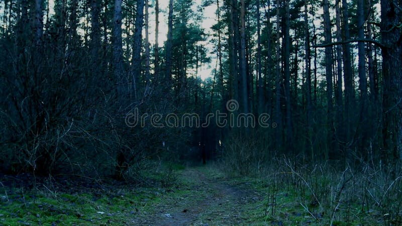 Der Weg im dunklen Wald