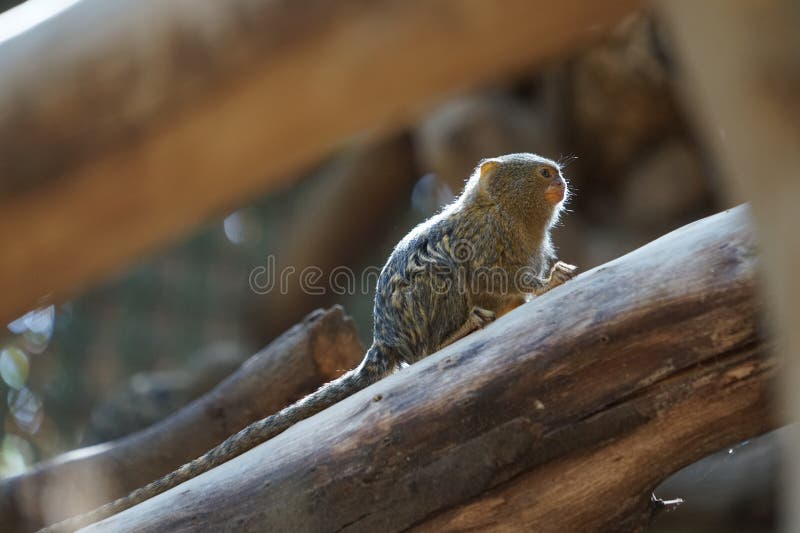 Der westliche Pygmäen-Mosset cebuella pygmaea ist eine Mostvogelart in der Familie der Marmosetten callitrichidae. la lajita spain stockfotografie