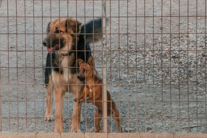 Der zugeschlossene Hund beobachtet Durchlauf zu den Leuten lizenzfreie stockfotografie Der zugeschlossene Hund beobachtet Durchlauf zu den Leuten lizenzfreie stockfotografie