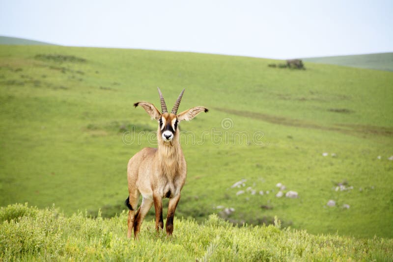 Dereszowata antylopa na wzgórzach Nyika plateau obrazy stock Dereszowata antylopa na wzgórzach Nyika plateau obrazy stock