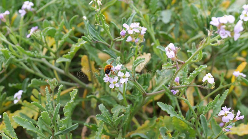 Des abeilles ramassent des fleurs dans un jardin fleuri sur la plage banque de vidéos