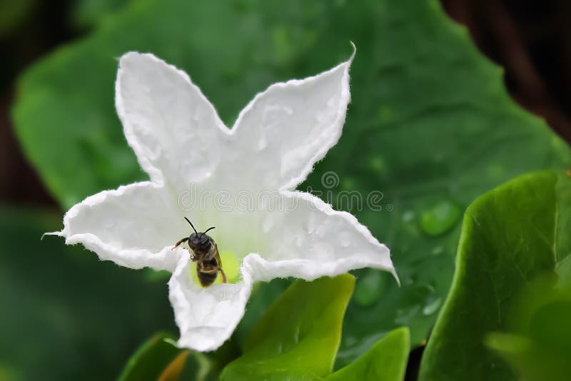Des abeilles sont étées perché sur les pétales d'une fleur images libres de droits Des abeilles sont étées perché sur les pétales d'une fleur images libres de droits