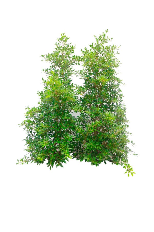 Des auf Lager dekorativer Baum Fotos lokalisiert auf weißem Hintergrund stockfotografie Des auf Lager dekorativer Baum Fotos lokalisiert auf weißem Hintergrund stockfotografie