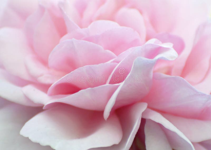Des Babyrosas des abstrakten Hintergrundes tapezieren weiche blasse rosafarbene Blumenblätter lizenzfreie stockfotos