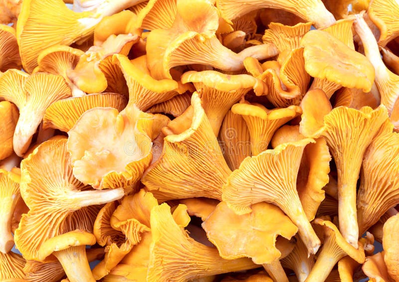 Des Champignons Chanterelle Sur Une Macro En Bois De Table Photo stock