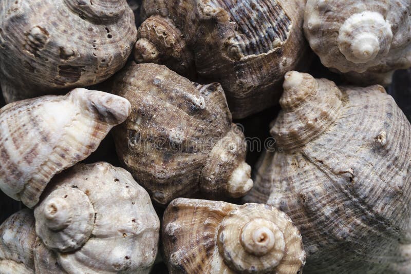 Des coquilles assorties de beaucoup de tailles sont trouvées sur des plages de mer Vue en gros plan de collection de coquillages photos stock Des coquilles assorties de beaucoup de tailles sont trouvées sur des plages de mer Vue en gros plan de collection de coquillages photos stock