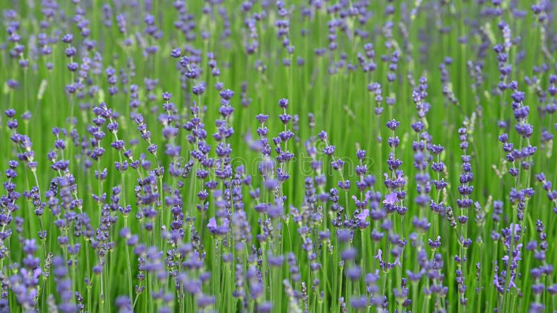 Les fleurs de lavande violette de la ferme ont été balayées par le vent qui tourbillonnait et tournait avec le vent clips vidéos