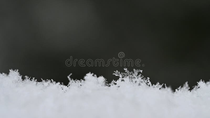 Des flocons de neige naturels sur la neige, une photo de vrais flocons de neige-Belle macro prise en hiver et en Noël photos stock Des flocons de neige naturels sur la neige, une photo de vrais flocons de neige-Belle macro prise en hiver et en Noël photos stock