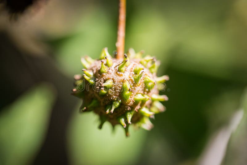 Des fruits arboricoles d'orientalis de Liquidambar de sweetgum d'Anatolien Foyer sélectif sur le fruit image stock Des fruits arboricoles d'orientalis de Liquidambar de sweetgum d'Anatolien Foyer sélectif sur le fruit image stock