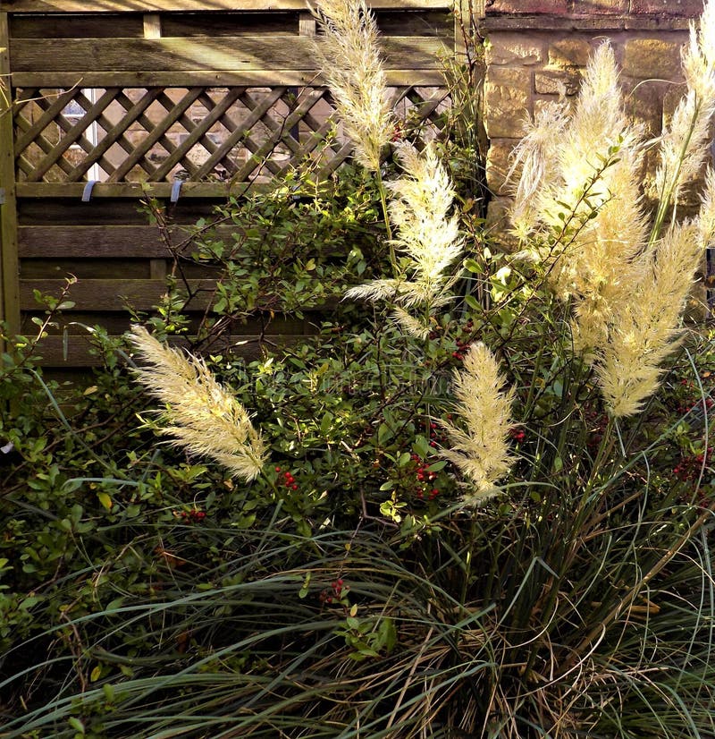 Pampas grass growing in Northumberland, England.

Very healthy and vibrant looking, with nice large fluffy stalks,  in the month of late October. Pampas grass growing in Northumberland, England.

Very healthy and vibrant looking, with nice large fluffy stalks,  in the month of late October.