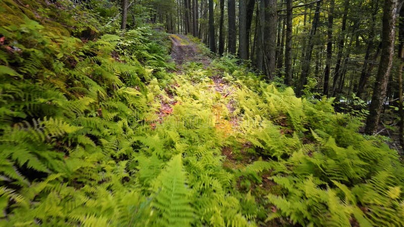 Des images de drone volant au-dessus d'un plancher forestier banque de vidéos