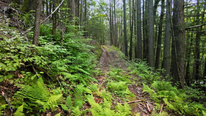 Des images de drone volant au-dessus d'un plancher forestier clips vidéos